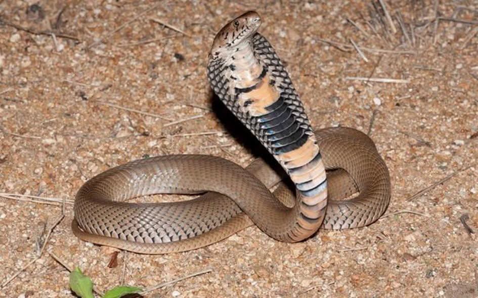 Spitting Cobra